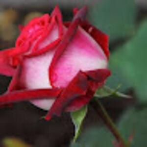 Meet your Posher, Mariah